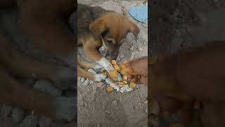 Feeding Hungry Stray Dog😔🙂Street Dogs Happiness 😇  #shorts #dog