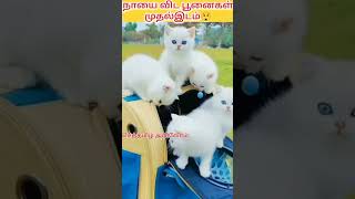 🥰சுவாரஸ்யமான தகவல்கள் பூனை #cat #trending #viral #animals #tamil #shorts #facts #tags