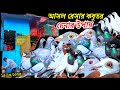 আসল রেসার কবুতরের খামার ভালো রেসার কবুতর কিভাবে চিনবেন ও কিনবেন দেখুন #pigeon