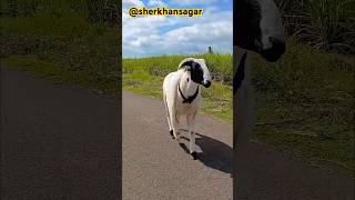 Karnataka sheep kid #animals #sheep #youtubeshorts #sheepfarming #bakramandi #love #alonept2 #remix