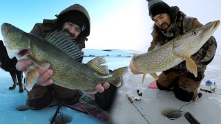 Antelope Lake Big Walleye AND Northern Pike Crystal Clear Underwater Footage MarCum HD Pursuit