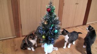 クリスマスツリーと猫たち