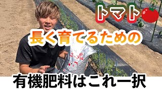 【トマト】この肥料で病気対策！？優秀すぎる肥料を紹介します。【こっこりん】