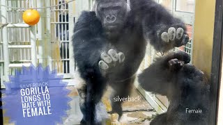 Excited Silverback Gorilla Longs To Mate With His Female | The Momotaro's Group