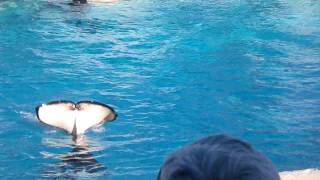 CIMG1229.AVI Shamu!