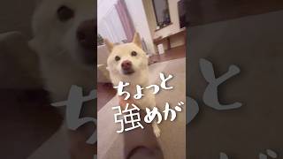 撫でられるよりトントンが好き #おすすめ #かわいい #白柴 #犬 #shorts