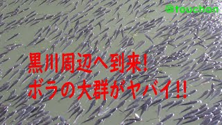 黒川周辺へ到来 ボラの大群がヤバイ! 【名古屋市北区】| A.I.VOICE 琴葉 葵  青山龍星 | 水中撮影有り