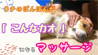 【ウチのぽんぽんをマッサージ】気持ちよくてカオがゆるんじゃう至高のマッサージ「dog massage」