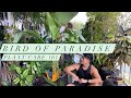 All about Bird Of Paradise Plant Care