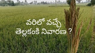 వరిలో వచ్చే తెల్లకంకుల నివారణ ?