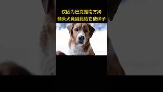 仅因为巴克是南方狗，领头犬竟因此给它使绊子