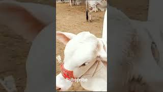 mashallah nukri of H.F Cattle farm @CowLovers6390 #cow #cattlefarm #viral #trendingshort #youtube