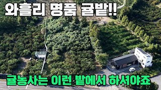 제주도 와흘리 명품 귤밭! 2차선에 접한 600평대 매물