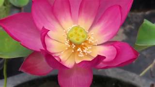 Colorful Lantern in Qinhuai Lotus