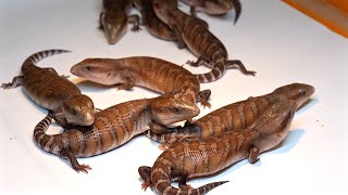 Breeding routine for 12 baby Blue-tongued skinks!