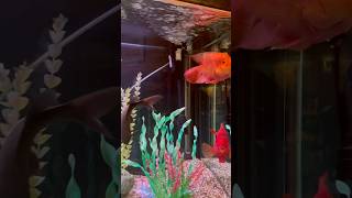 Lucky Fish in Aquarium #shortvideo  #fishtank  #everyone #viralvideo