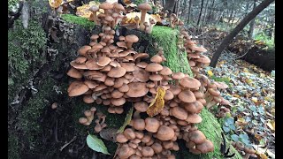 She collects and cooks autumn mushrooms in the forest. Part 34/ARMILLARIA MELLEA/ ASMR