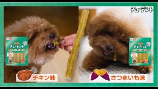 【ハーツ(Hartz)公式】新食感！やわらかいのにとことん噛める！チューデントもちもちガム｜おいしい歯みがきガム | 犬用おやつ