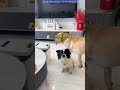 一只不知悔改的狗 an unrepentant dog