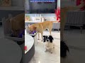 一只不知悔改的狗 an unrepentant dog