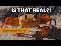 The Best Add-on for Photoreal Lens Simulation in Blender?