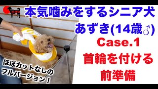 【本気噛みをする14歳】シニア犬あずきのリハビリ日記vol.1　Case1.首輪を付ける前準備【ノーカット版】PSDドッグサポートセンター　いぬプロ　犬プロ　しつけ　教育　リハビリ　噛み癖　改善