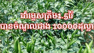 ដាំម្ទេសត្រឹមជាង១រ៉ៃ បានចំណូលហួសពីការស្មាន