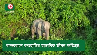 বান্দরবানে বন্যহাতির স্বাভাবিক জীবন ক্ষতিগ্রস্ত