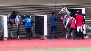 2024.11.17福島競馬場9レースのパドック、ビッグベルーガの頭絡のつけなおしシーン。誘導馬サンセットクラウドもお付き合い