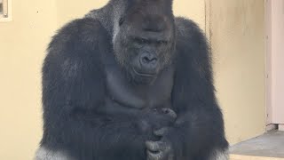 「シャバーニ」に密着！【東山動物園イケメンゴリラ】