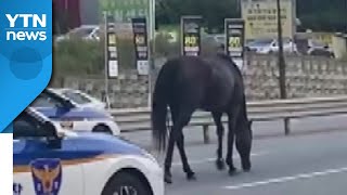 [영상] 난데없이 도로에 뛰쳐나온 말...사고 없이 주인 품에 / YTN