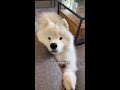 when dinner is 2 mins late 🥺 dog samoyed shorts funny