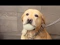 Dog needs emotional support ball during his grooming