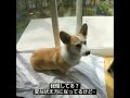 無駄吠えを叱った後 コーギー 犬 犬のしつけ