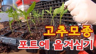 고추모종. 밭으로 가기전 포트에 먼저 옮겨심어줘요!