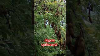 மறுபிறப்பு கிடையாது. #sivankovil #kovai #perur #pateshwar #trendingshorts #ytshorts