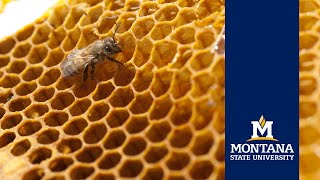 Honey bee research at Montana State University