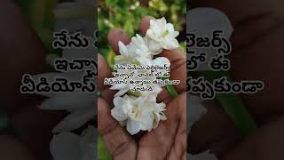 మల్లెపూలు విపరీతంగా పూయడానికి ఈ టిప్స్ పాటించండి#jasmineplant #mallepuvvulu#shortsfeed #shortsviral