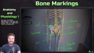 Major Bone Markings - Anatomy and Physiology 1