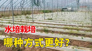 水培种植总结，哪种水培方式更好？尤其是新手种植【付老师种植技术团队】