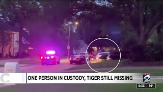 Where is the tiger? Man who fled with tiger arrested, charged with evading arrest, attorney says