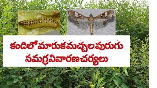 కందిలో మారుకా మచ్చల పురుగు సమగ్ర నివారణ చర్యలు (Redgram spotted pod borer control measures)