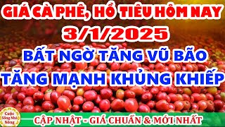 Giá cà phê hôm nay ngày 3/1/2025 | TĂNG MẠNH KHỦNG THEO SÀN THẾ GIỚI