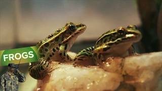 ULTIMATE FROG WARS! | EAT GROSS BUGS!! | WARRIORS!!! | for Kids \u0026 Adults