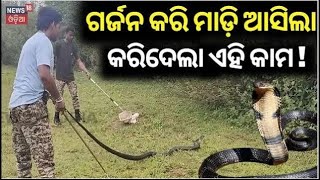 Maharashtra King Cobra Rescue : ଗର୍ଜନ କରି ମାଡ଼ି ଆସିଲା | 12 feet long King Cobra rescued | Odia News