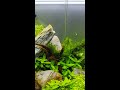 8 gallon 36 litre aquascape