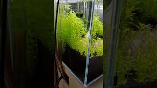 8 Gallon (36 Litre) Aquascape