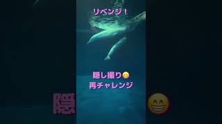 こっそり撮りたいのに……【しまね海洋館アクアス】 #shorts #水族館 #シロイルカ