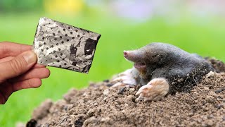 Moles from the garden disappear in 1 minute! The strongest natural solution!