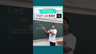 尿細管3｜STUDY LAB 看護師国家試験対策 #看護学生 #看護師国家試験 #看護師